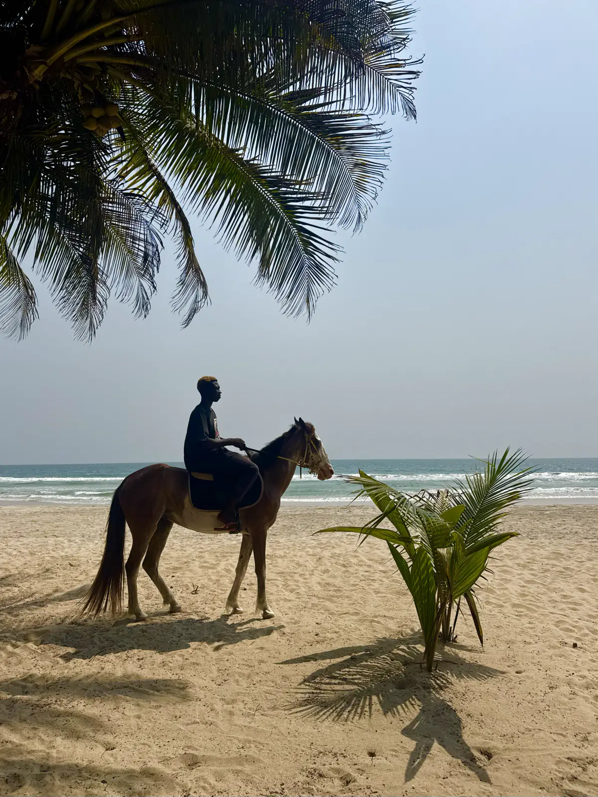 A rider on horseback on the beach under a palm tree, the ocean behind.