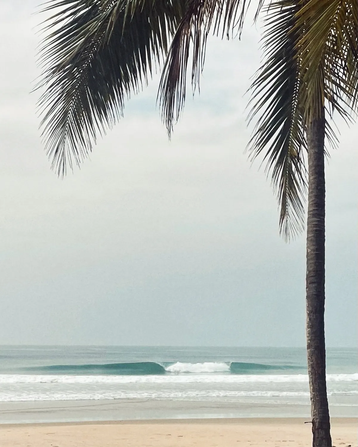 A palm tree on the beach, a wave breaking behind it.