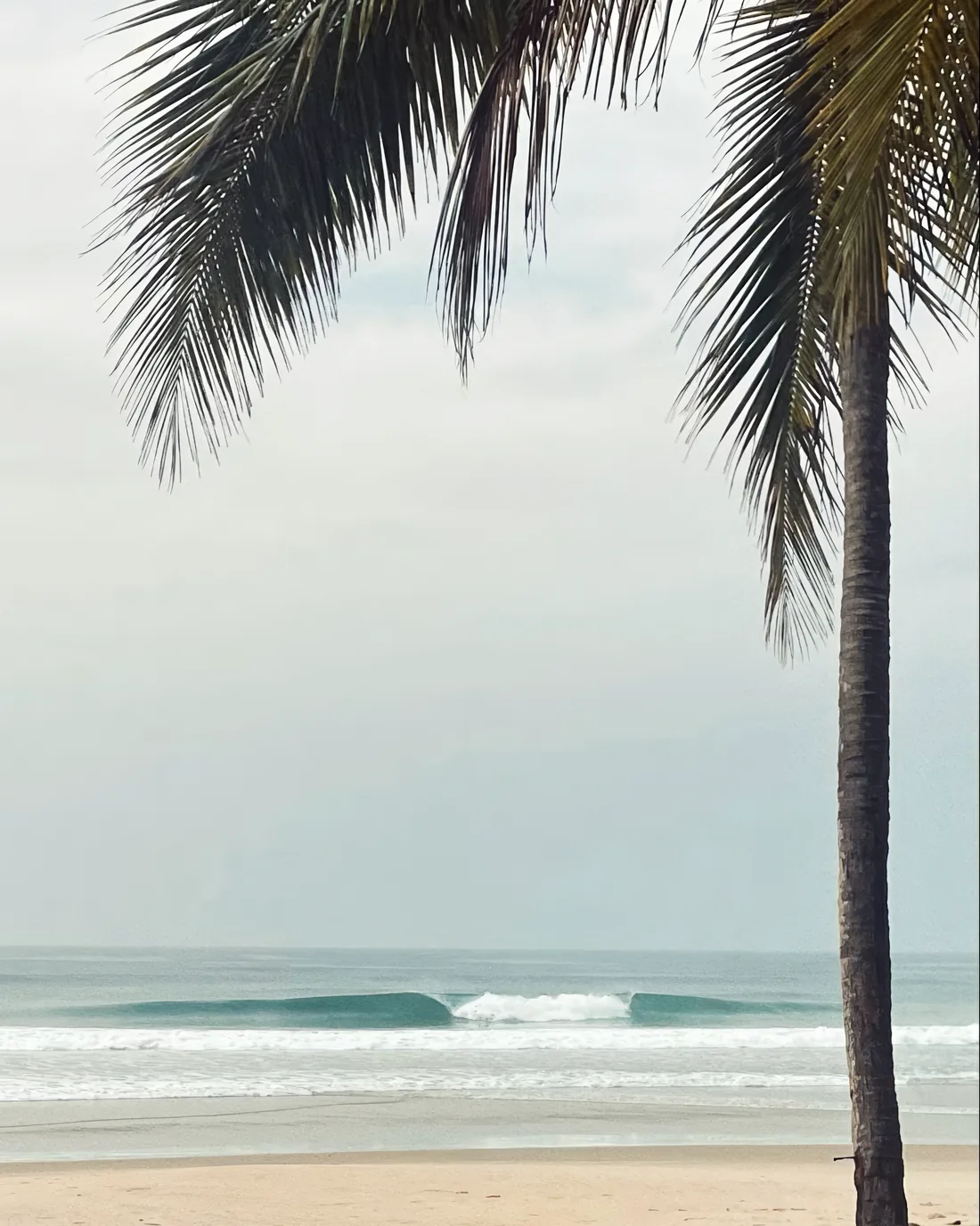 Un palmier penché sur la plage devant le camp, une vague qui casse derrière.