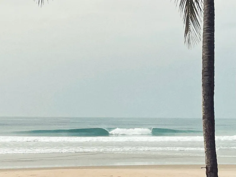 A wave peeling in front of the camp’s beach, framed by a palm tree.